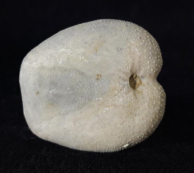 Heteraster oblongus (BRONGNIART 1821) - Bild © FossNet FossilienStore